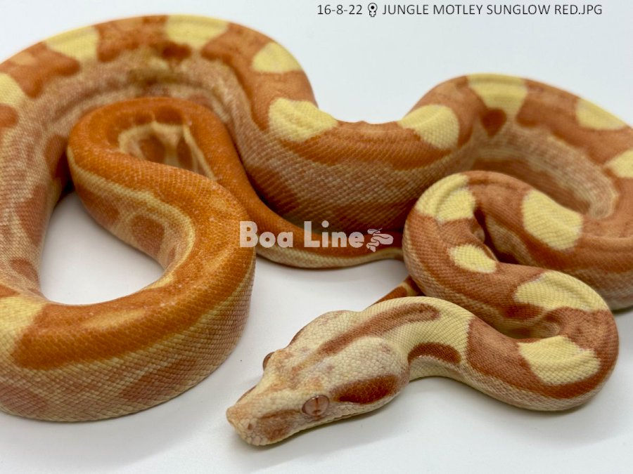 JUNGLE MOTLEY SUNGLOW RED